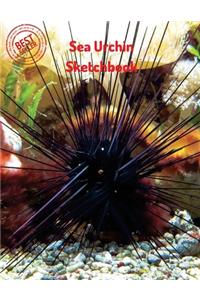 Sea Urchin Sketchbook