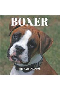 Boxer 2019 Wall Calendar
