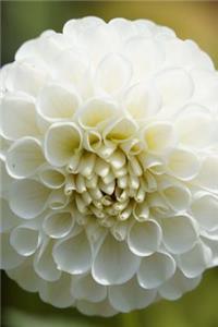 White Dahlia Flower Bloom Journal