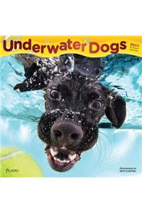 Underwater Dogs 2020 Square Plato Foil