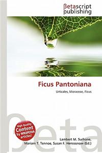 Ficus Pantoniana