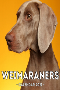 Weimaraners Calendar 2021
