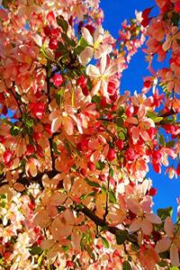 School Composition Book Flowering Tree Spring Blossoms