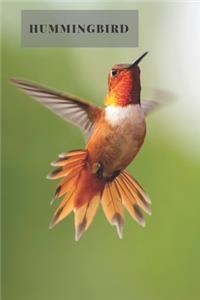 Hummingbird