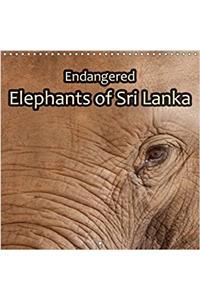 Endangered - Elephants of Sri Lanka 2017