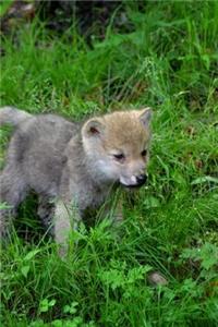 A Young Gray Wolf Pup Portrait Journal