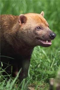 Bush Dog Journal