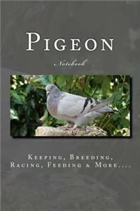 Pigeon