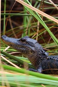 Baby Alligator in the Florida Swamp Journal