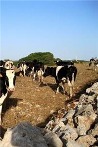 Cow Corner Notebook