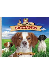 Brainy Brittanys