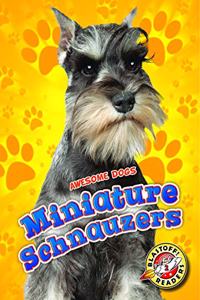 Miniature Schnauzers