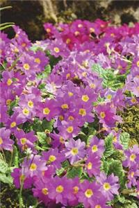 A Forest Carpet of Primrose Flowers Journal