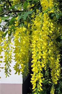 A Cascade of Leaves on a Laburnum Golden Chain Tree Journal: 150 Page Lined Notebook/Diary