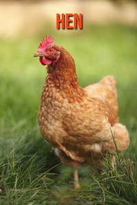 Hen