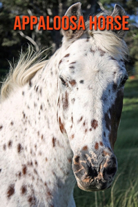 Appaloosa Horse