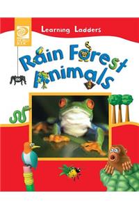 Rain Forest Animals