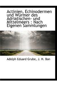 Actinien, Echinodermen Und W Rmer Des Adriatischen- Und Mittelmeers