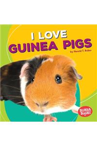 I Love Guinea Pigs