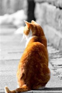 Mind Blowing Orange Street Cat Journal