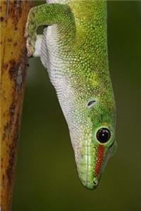 Madagascar Gecko Journal