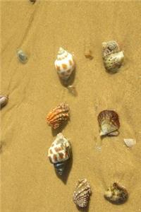 Seashells in the Sand Tropical Vacation Journal
