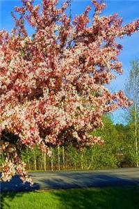 Journal Flowering Tree Sunlight Shadows: (Notebook, Diary, Blank Book)