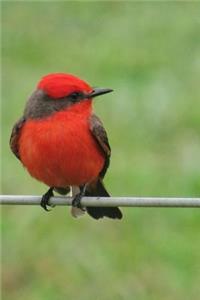 Vermilion Flycatcher (Pyrocephalus Rubinus) Bird Journal: 150 page lined notebook/diary