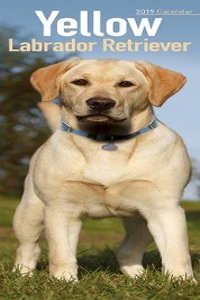 Yellow Labrador Retriever Slim Calendar 2019