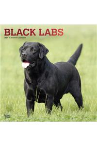 Labrador Retrievers, Black 2021 Square Foil