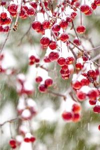 Winter Berries Red White Christmas Colors Snowstorm Journal