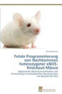 Fetale Programmierung von Nachkommen heterozygoter eNOS-Knockout-Mäuse