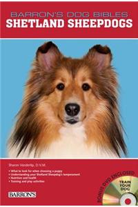 Shetland Sheepdogs