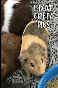 I Love Guinea Pigs