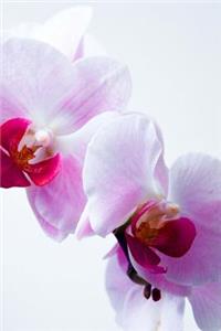 Pink Orchids Journal