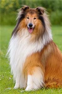A Happy Long-Haired Collie Dog Journal