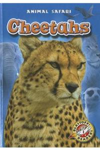 Cheetahs