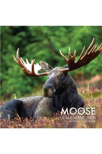 Moose Calendar 2020