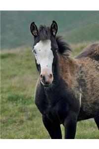 Foal Notebook Large Size 8.5 x 11 Ruled 150 Pages Softcover