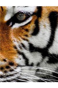 Tiger Tigers Big Cat Cats Lion Lions Jaguar Liger Lynx Cheetah Panther Feline