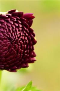 Red Dahlia Flower Bud Starting to Bloom in Arizona Journal