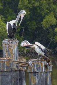 Pelicans in Australia Journal