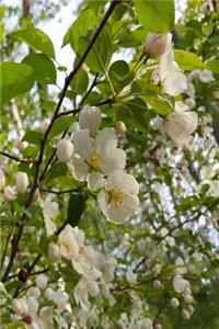 Springtime 2019 Weekly Planner Nature Beauty Flowering Tree 134 Pages