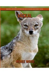 Jackal