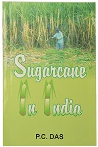 Sugarcane in India