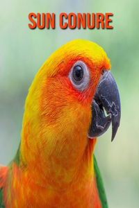 Sun Conure