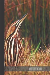 american bittern