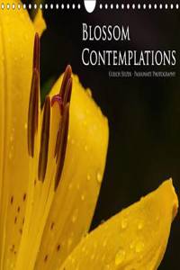 Blossom Contemplations 2016