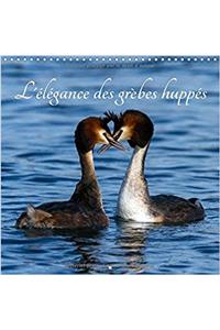 L'Elegance Des Grebes Huppes 2017