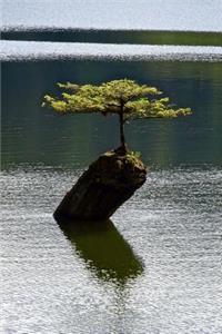 Solitary Tree in a Lake Journal